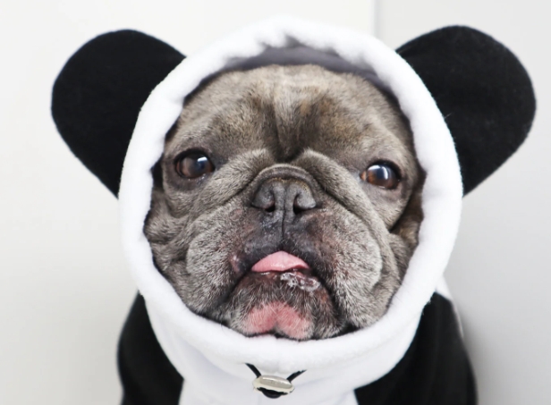 frenchie shop