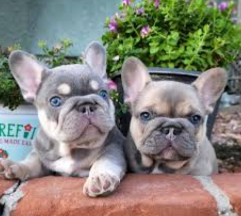frenchie world