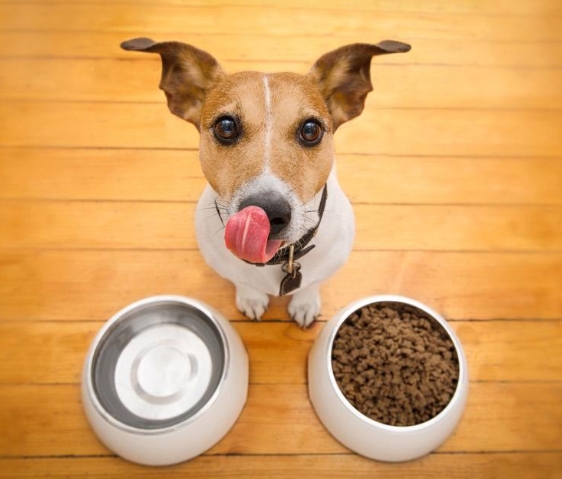 animal feeding habits