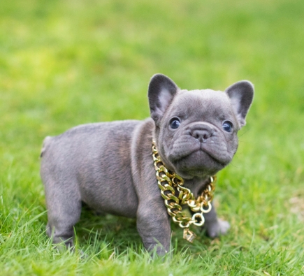 blue frenchie