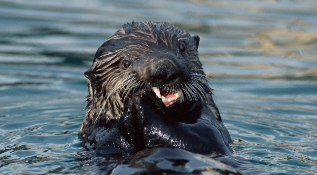 otters feeding habits