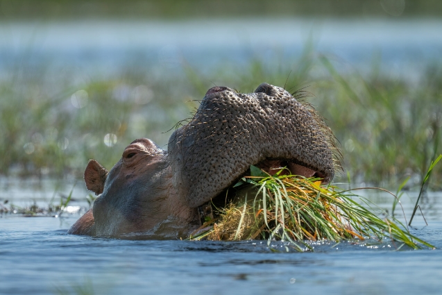hippopotamus food habits