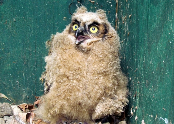 great horned owl eating habits