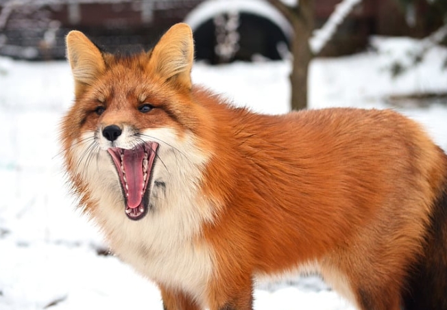 fox eating habits