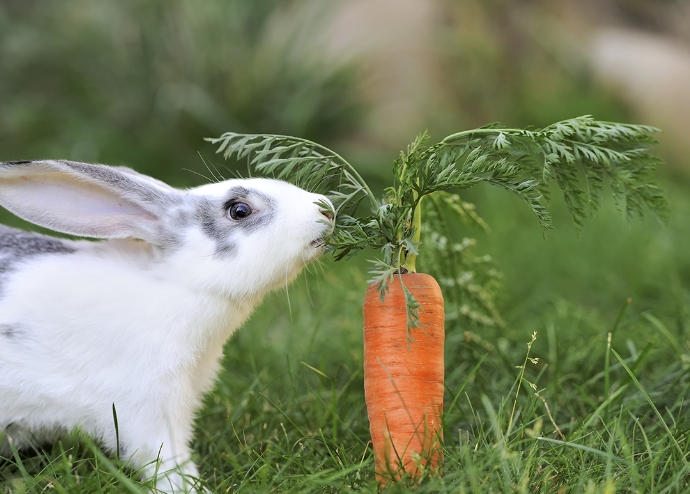 food habits of rabbit