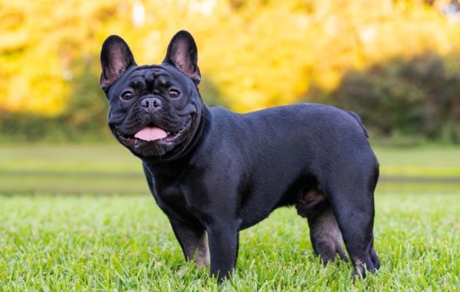 frenchie dog