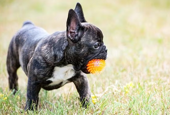 french bulldog breeders near me
