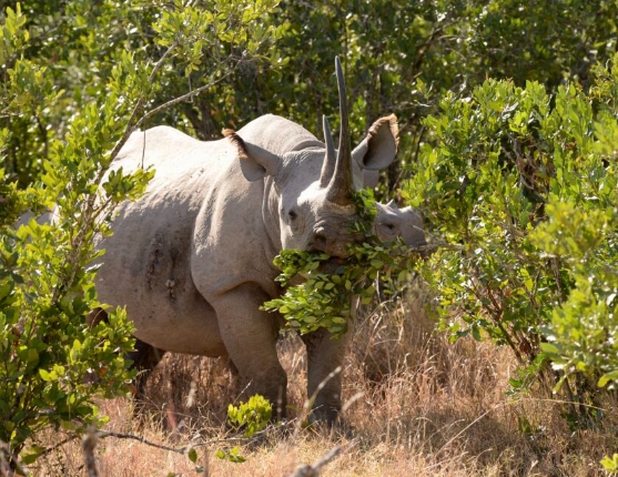 rhinoceros eating habits