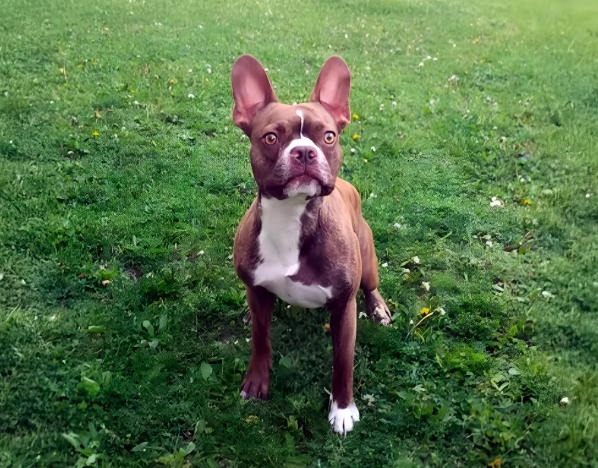 frenchton
