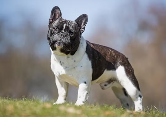 cheap french bulldogs