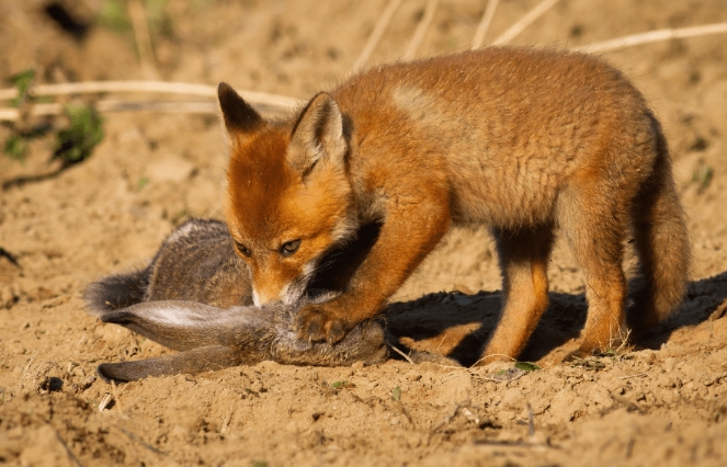 fox feeding habits