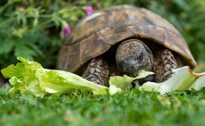 food habits of turtle