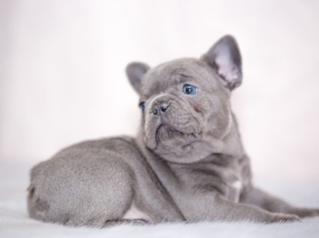 blue french bulldog