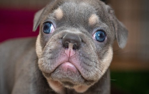 lilac french bulldog