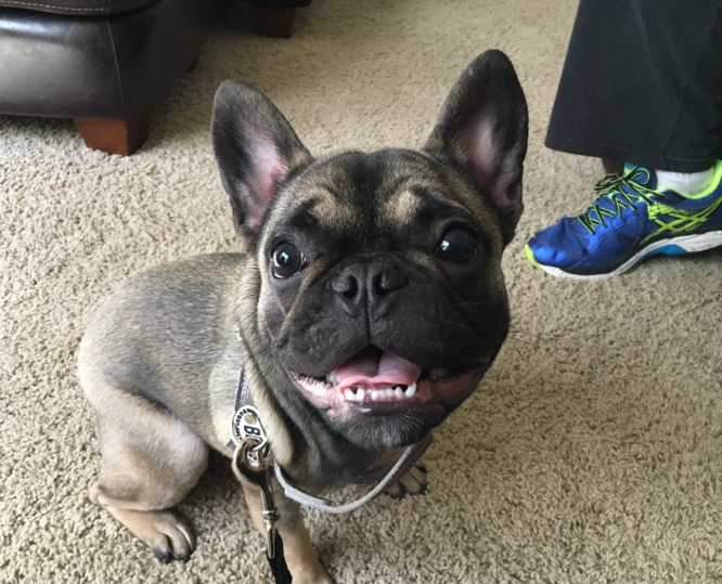 french bull dogs near me