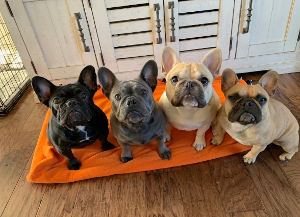 french bulldog kennels