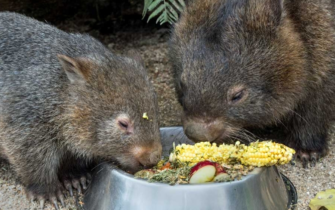 wombat diet and eating habits
