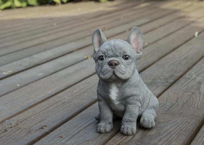 french bully puppies