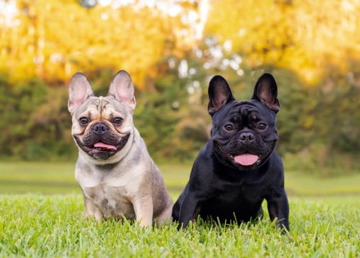 free french bulldog