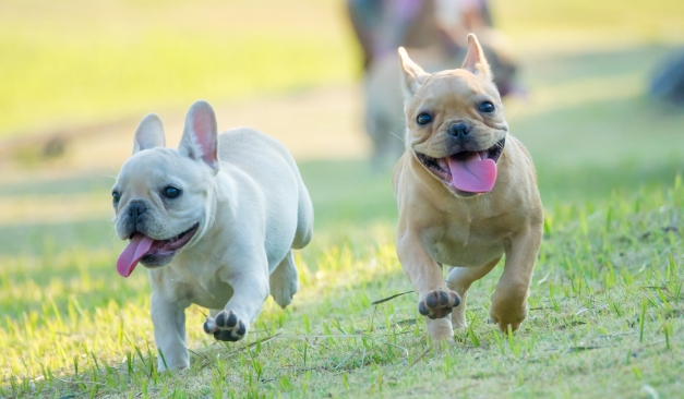 french bulldog puppies price
