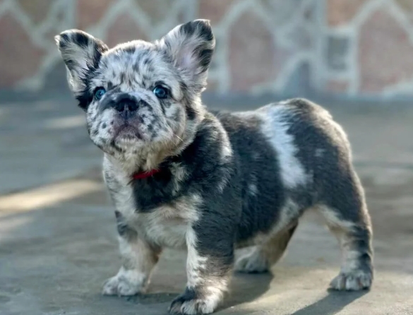 merle frenchie price
