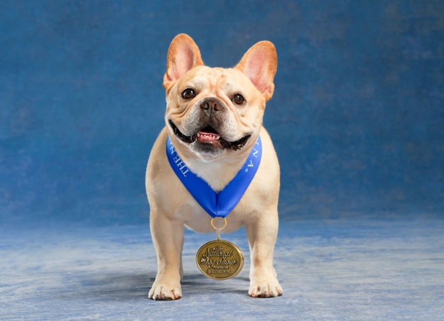 purina dog show