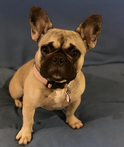 royal canin french bulldog puppy 10kg
