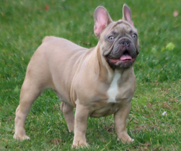 best french bulldog breeders