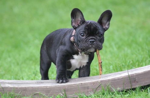 show me a french bulldog