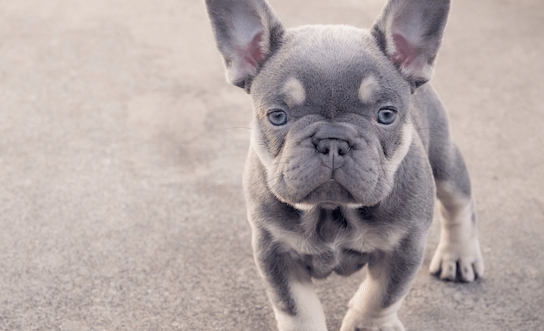 lilac frenchie puppy