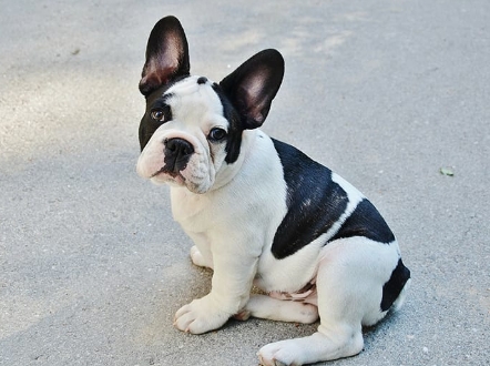 bulldog frances price