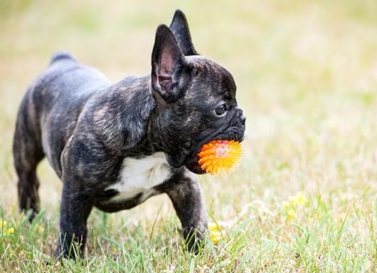 cheap french bulldog puppies under $500