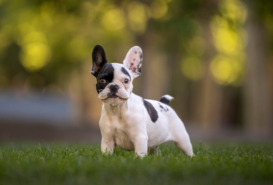 french bulldog puppies