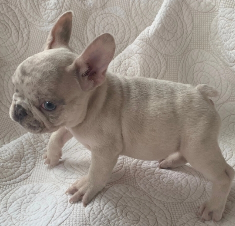 lilac merle french bulldog price