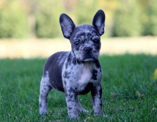 frenchton breeders near me