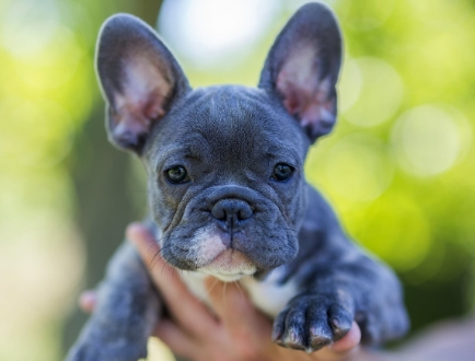 frenchie cost