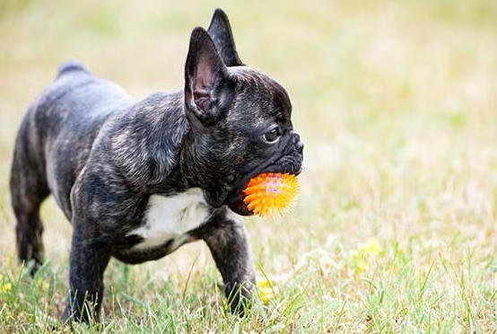 french bulldog