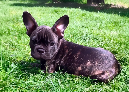 brindle french bulldog