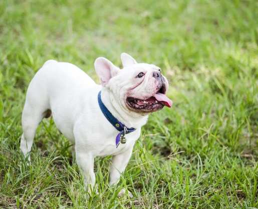 k9 academy french bulldogs