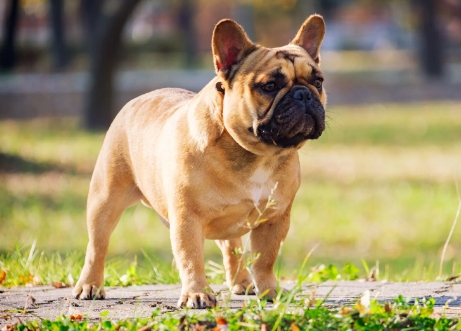 small bulldog