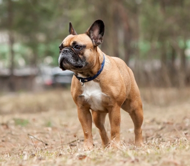 free french bulldog puppies near me