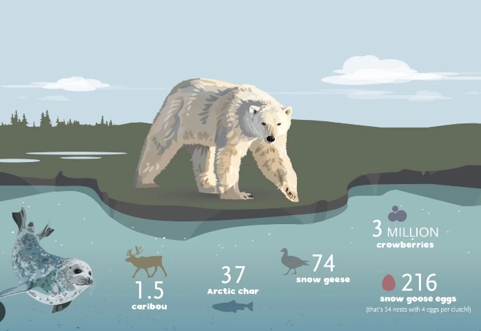 polar bear diet and eating habits