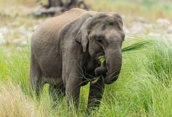 asian elephant food habits