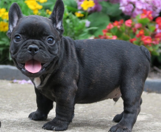 black french bulldog puppy