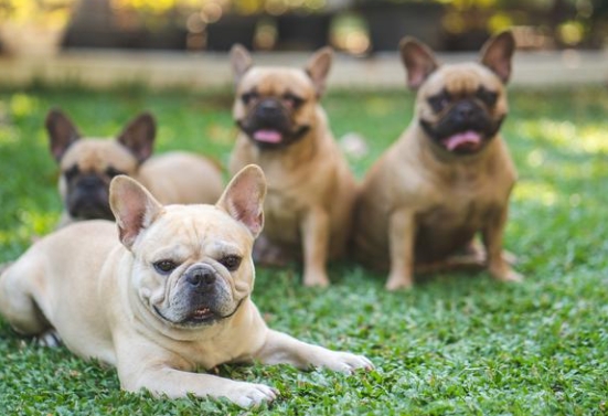 akc french bulldog puppies