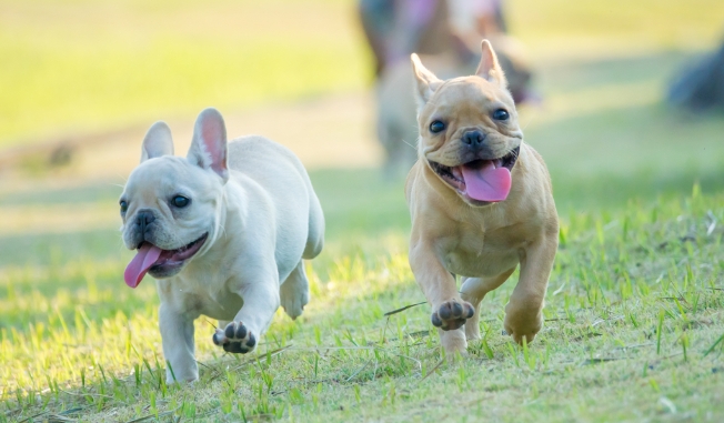 frenchie price