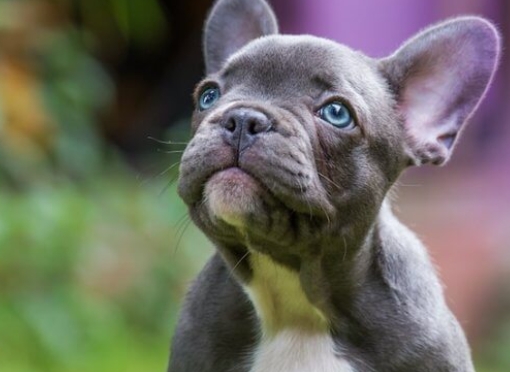 frenchie dog cost