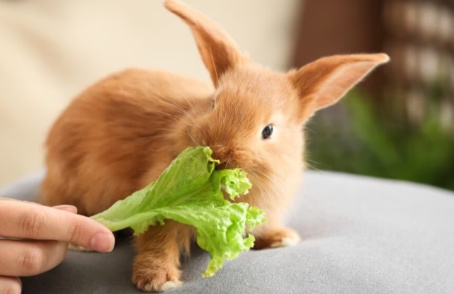 eating habits of rabbit