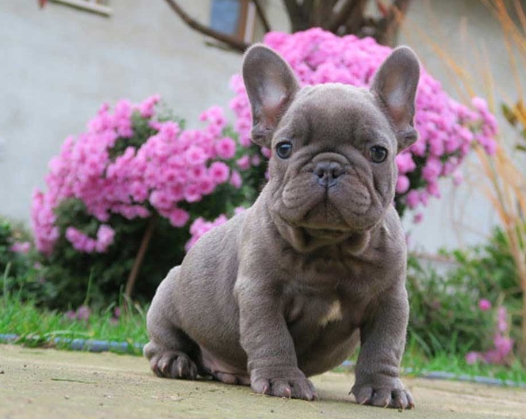 mini french bulldog