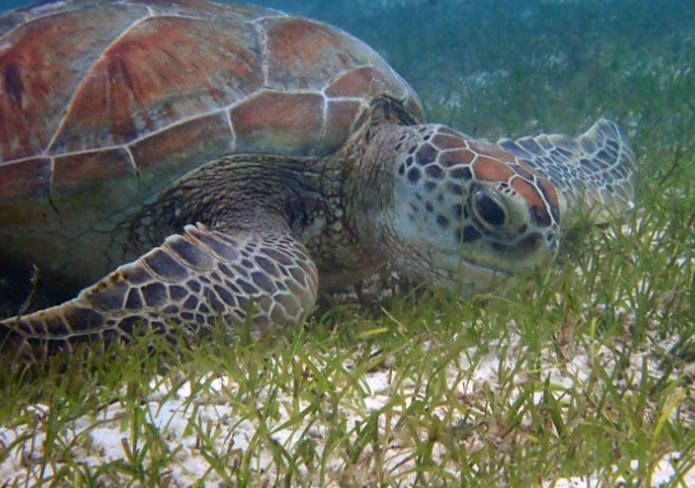 green sea turtle eating habits